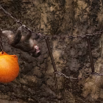 Japan arrests American for entering zoo enclosure of baby monkey Punch with virus