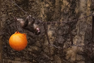 Japan arrests American for entering zoo enclosure of baby monkey Punch with virus