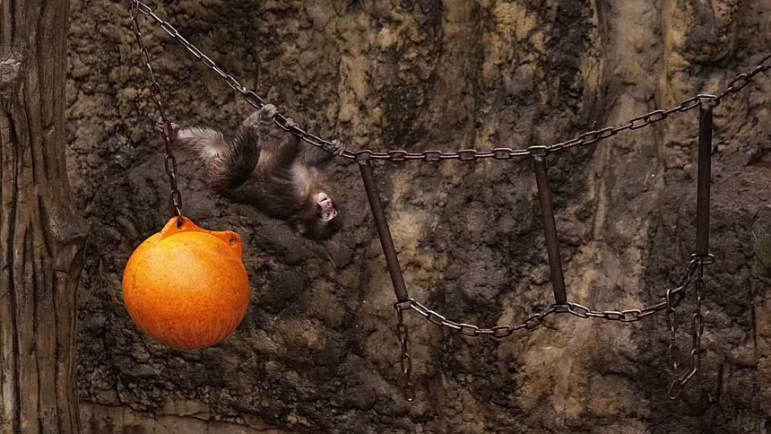 Japan arrests American for entering zoo enclosure of baby monkey Punch with virus