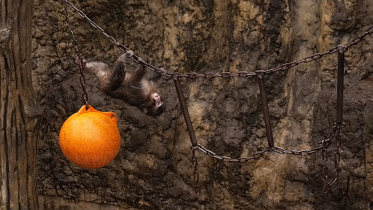 Japan arrests American for entering zoo enclosure of baby monkey Punch with virus