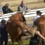 A drama in which a racehorse violently kicks a stableman on live TV in the Red Car parade ring becomes a hot topic.