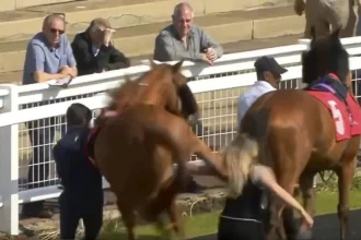 A drama in which a racehorse violently kicks a stableman on live TV in the Red Car parade ring becomes a hot topic.