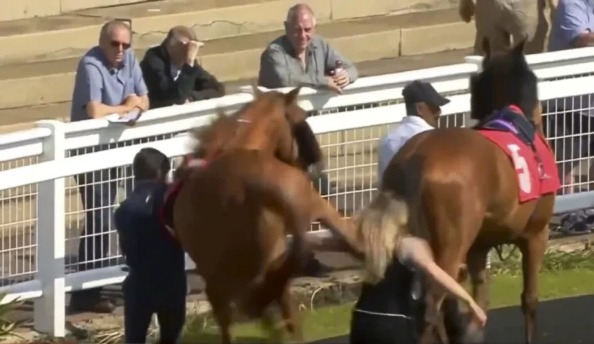 A drama in which a racehorse violently kicks a stableman on live TV in the Red Car parade ring becomes a hot topic.