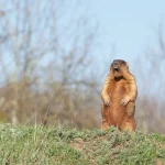 Groundhog Day 2026: Phil predicts a long winter