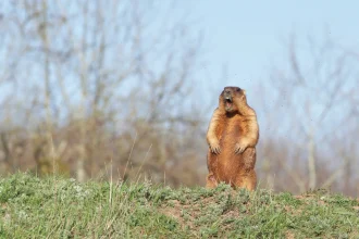 Groundhog Day 2026: Phil predicts a long winter