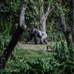 How the “Attenborough effect” is increasing interest in gorilla tourism in Rwanda