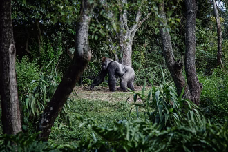 How the “Attenborough effect” is increasing interest in gorilla tourism in Rwanda