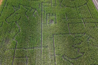 Hungary opens 4.5-hectare fairy-tale-themed corn maze for tourists to explore