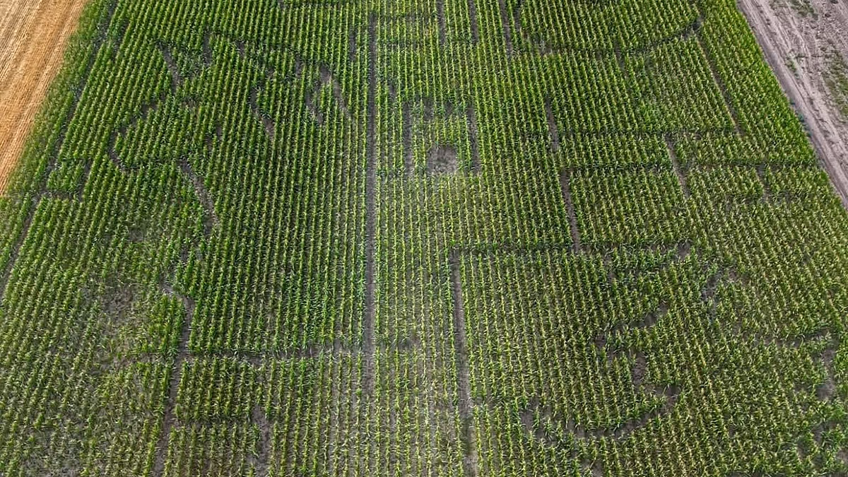 Hungary opens 4.5-hectare fairy-tale-themed corn maze for tourists to explore