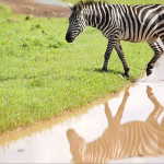Tanzania rebuilds tourism with Serengeti golf course surrounded by wildlife