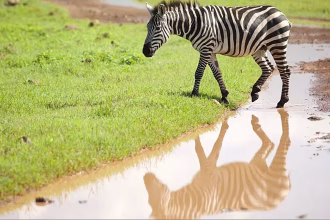 Tanzania rebuilds tourism with Serengeti golf course surrounded by wildlife