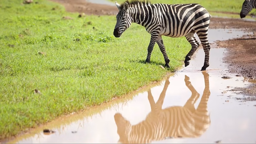 Tanzania rebuilds tourism with Serengeti golf course surrounded by wildlife