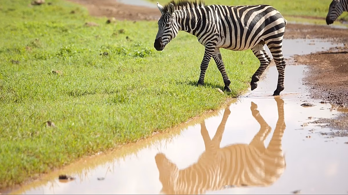 Tanzania rebuilds tourism with Serengeti golf course surrounded by wildlife