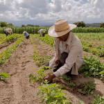 United Nations says war-induced energy and fertilizer crises will continue to accelerate food inflation