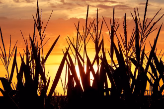 Why this summer's heat wave will increase your supermarket bill next year