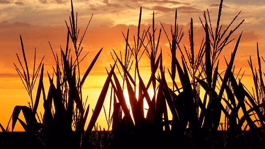 Why this summer's heat wave will increase your supermarket bill next year
