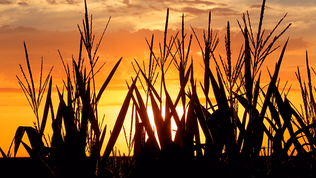 Why this summer's heat wave will increase your supermarket bill next year