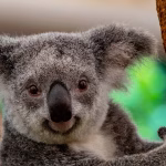 Wildlife vacation bucket list: New 'Big 5' animals travelers want to see