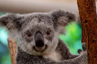 Wildlife vacation bucket list: New 'Big 5' animals travelers want to see