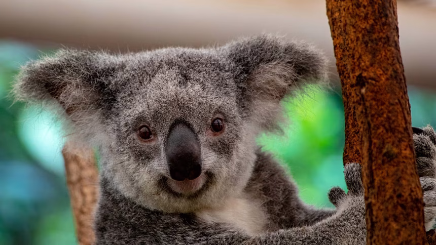 Wildlife vacation bucket list: New 'Big 5' animals travelers want to see