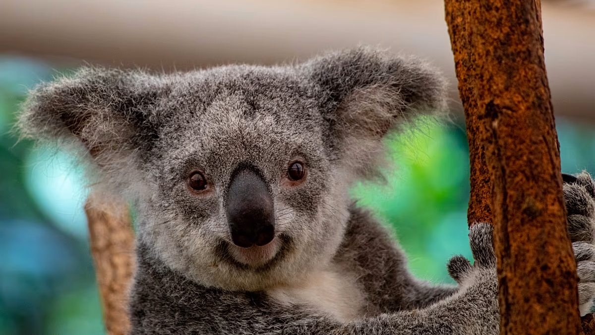 Wildlife vacation bucket list: New 'Big 5' animals travelers want to see